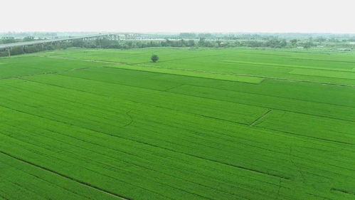 粮田 变 良田 ,肥西高标准农田建设助力农业高质量发展