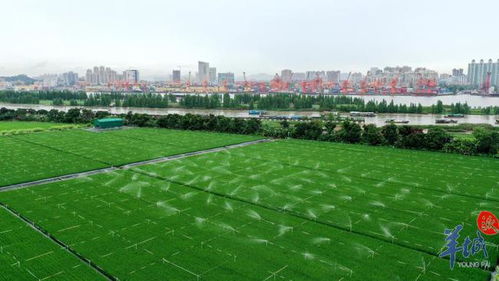 袁隆平的 黄埔情缘 领衔建设隆平院士港,对在广东开展双季稻亩产1500公斤充满信心